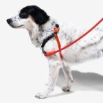 ZEE.DOG FATBOY SOFT WALK HARNESS WEPET