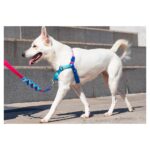 ZEE.DOG COOLY SOFT-WALK HARNESS WEPET DOG