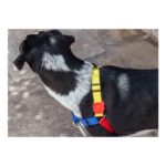 ZEE.DOG PUZZLE SOFT WALK HARNESS WEPET