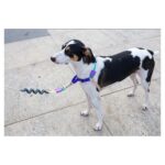 ZEE.DOG BOOGIE SOFT WALK HARNESS WEPET