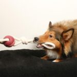 Brinquedo Borracha YARA Para Cão - 66 cm WEPET EBI