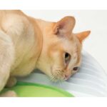 Catit Senses 2.0 Centro de Massagem wepet gato