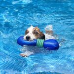 lançador flutuante wepet cão