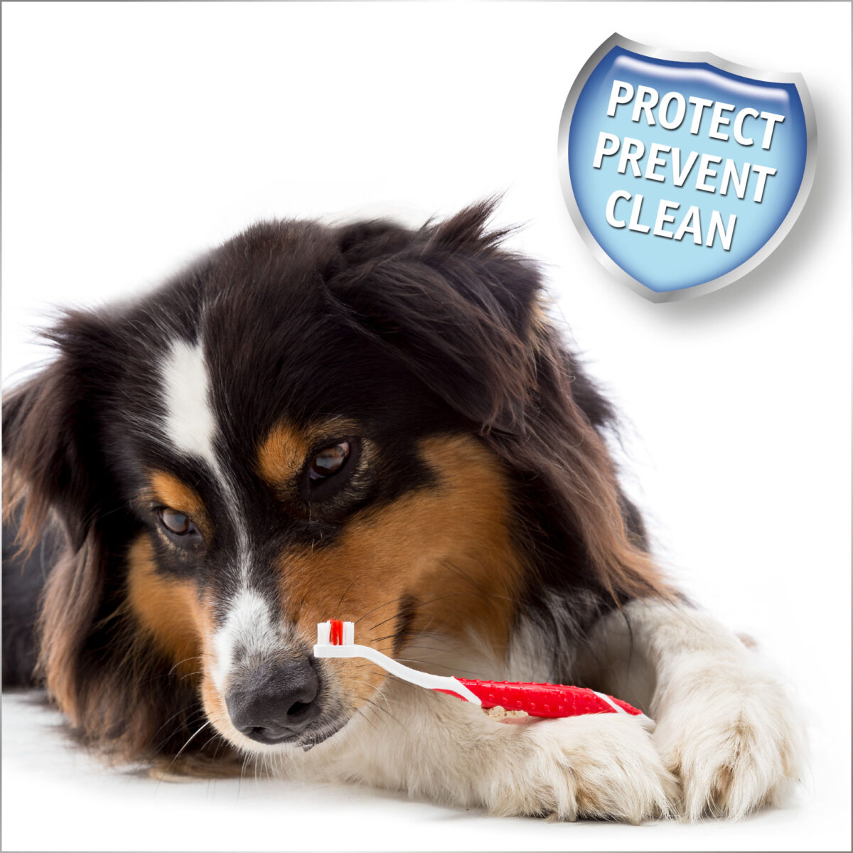 BEAPHAR PACK DENTAL PASTA 100 GR + ESCOVAWEPET CÃO GATO