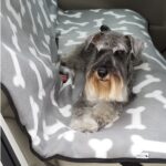 Capa de assento reversível Bones wepet