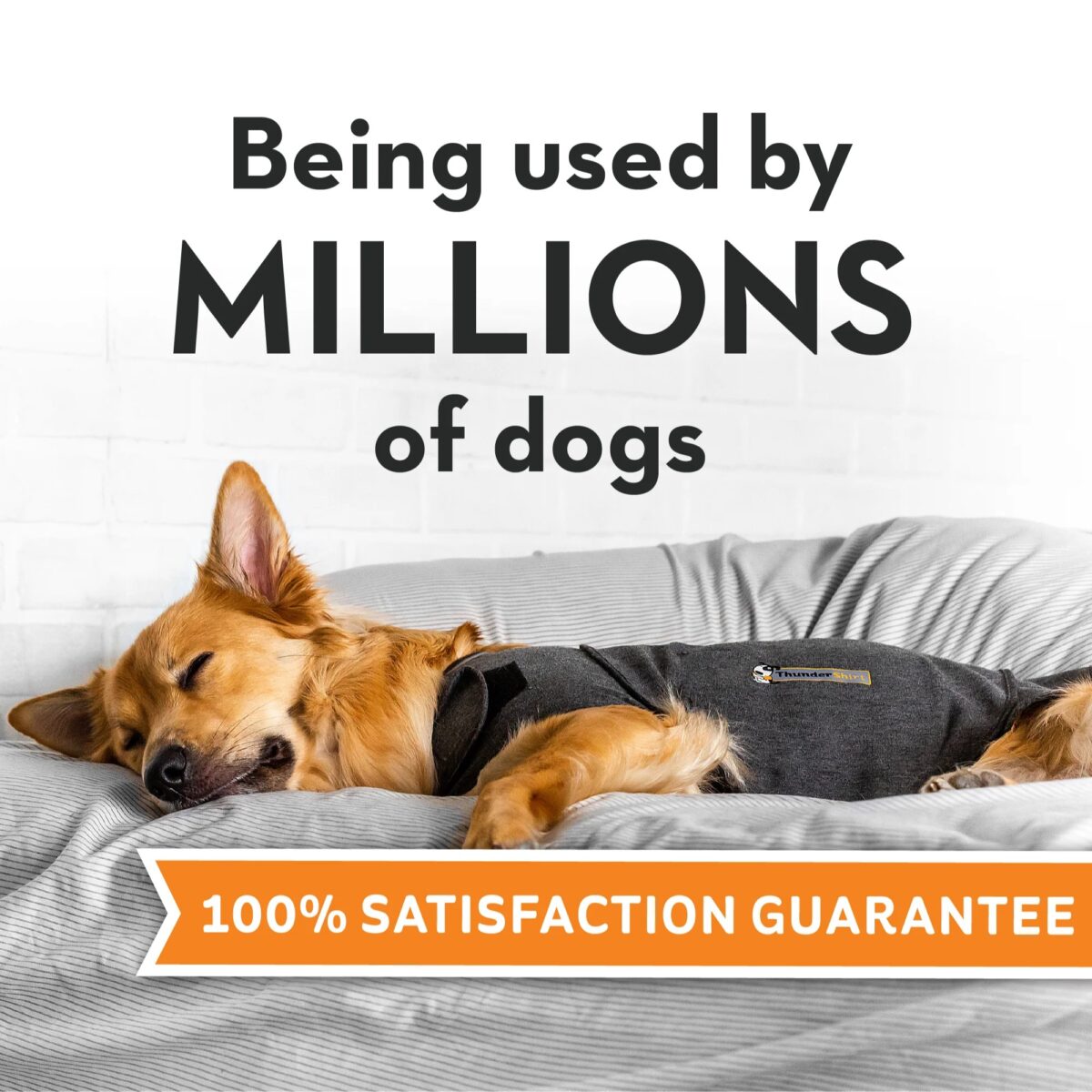 thundershirt cão wepet