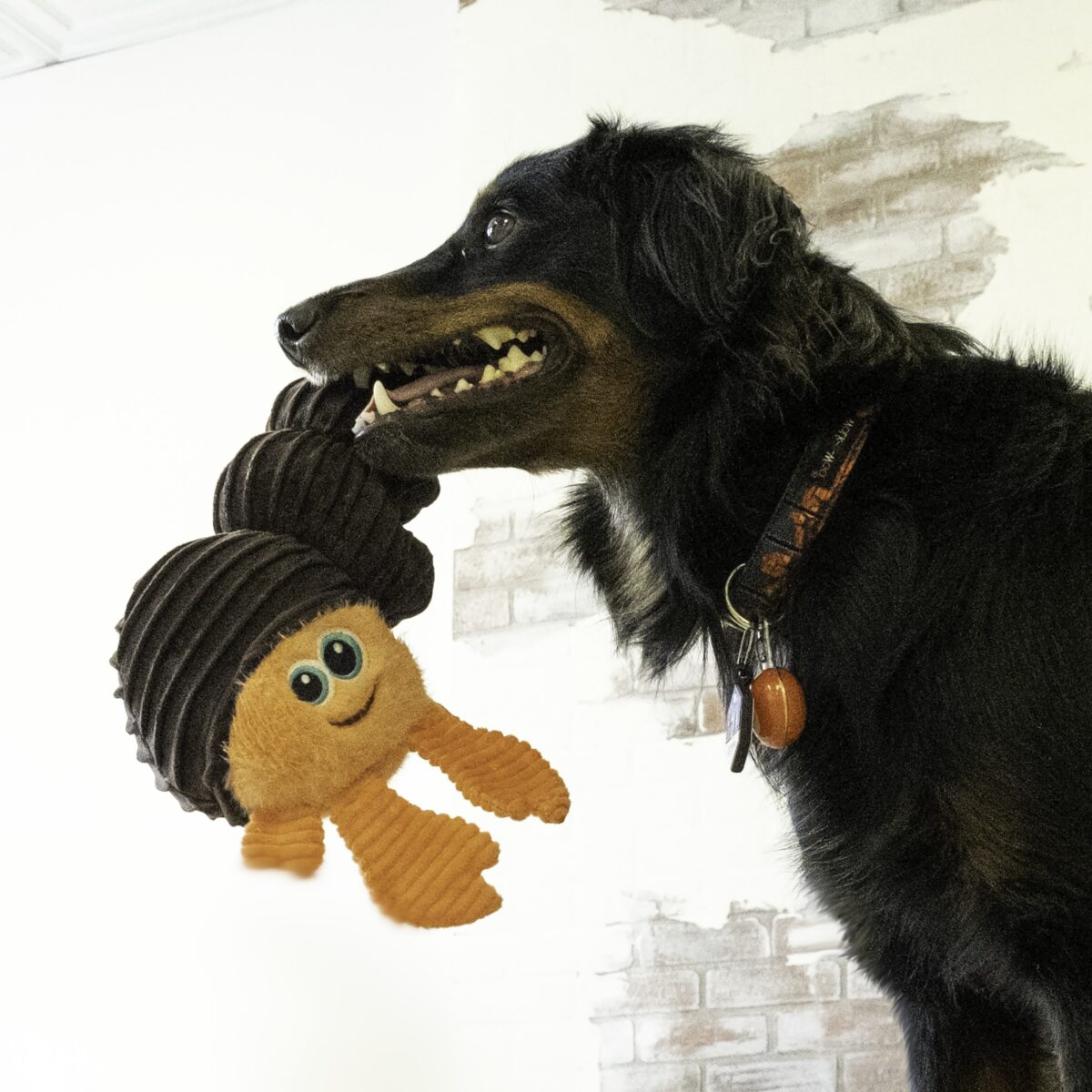 KONG CUTESEAS RUFFLEZ HERMIT CRAB SM WEPET CÃO