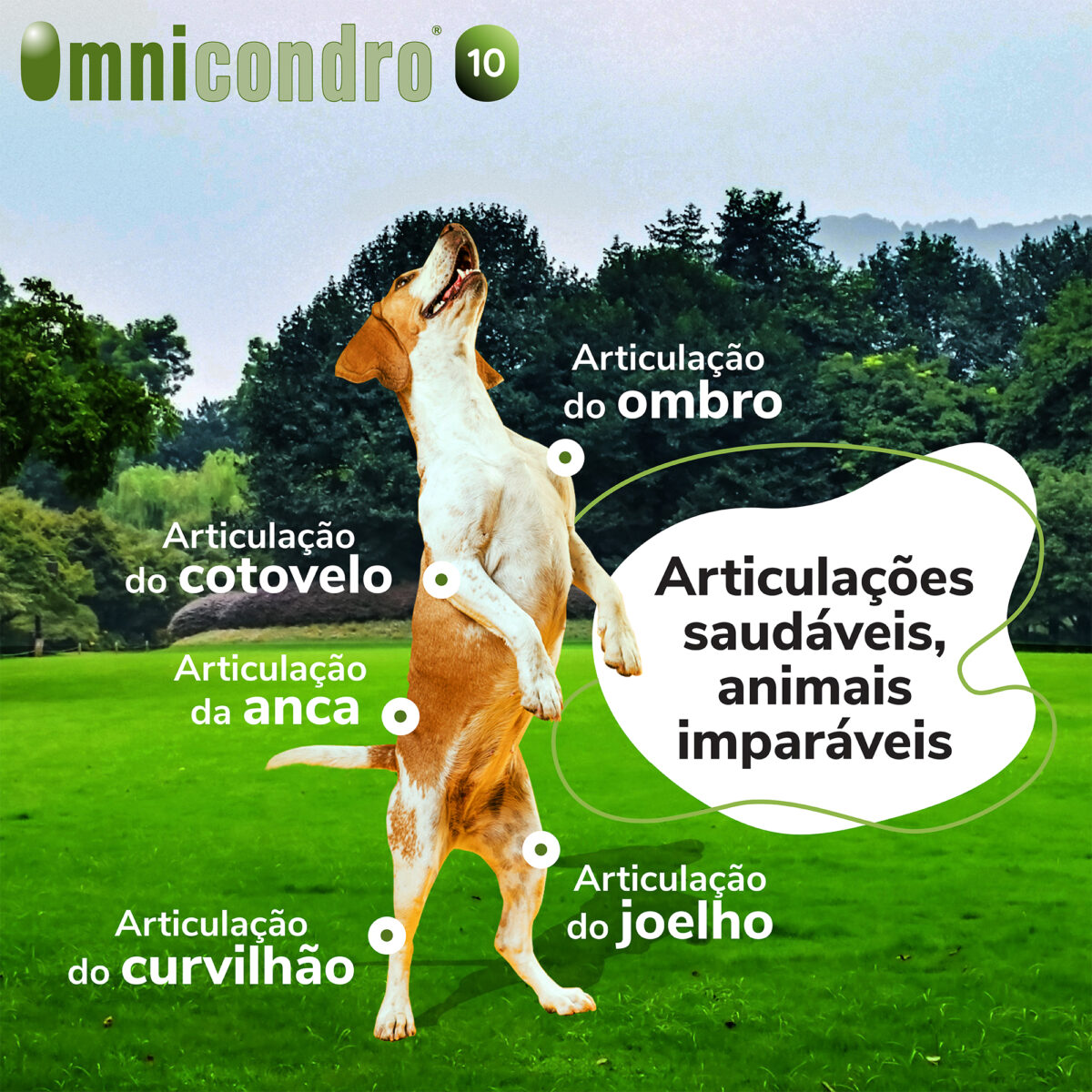 OMNICONDRO 10MG 60CP WEPET