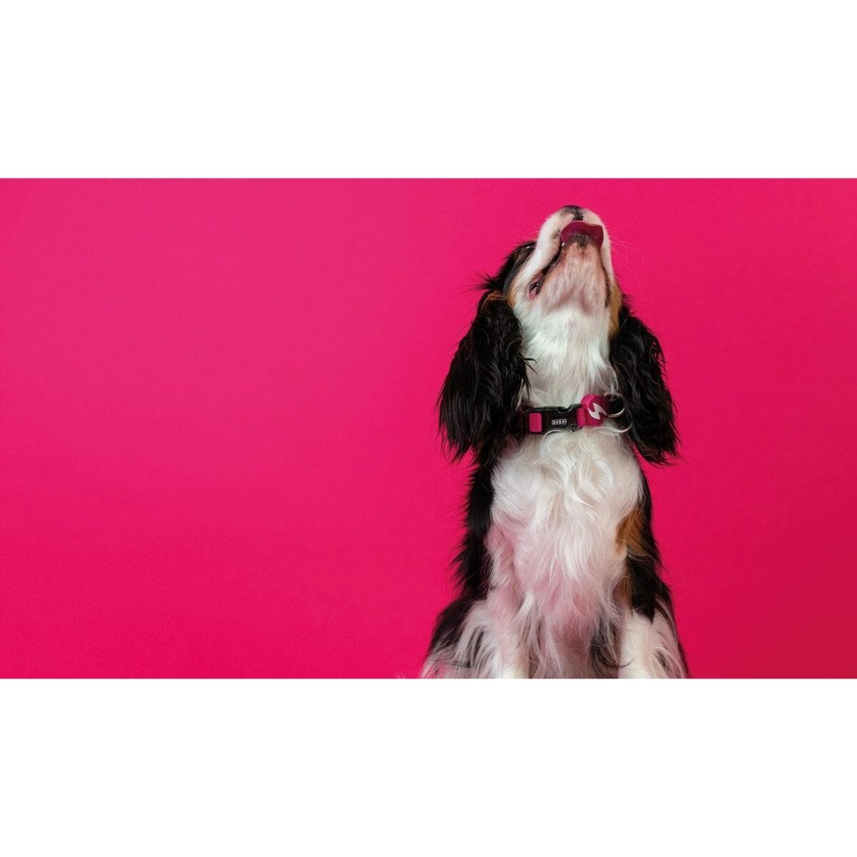 DASHI SOLID PINK COLLAR WEPET