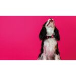 DASHI SOLID PINK COLLAR WEPET