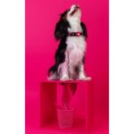 DASHI SOLID PINK COLLAR WEPET