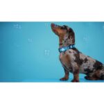 DASHI SOLID SKY BLUE COLLAR WEPET