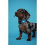 DASHI SOLID SKY BLUE COLLAR WEPET