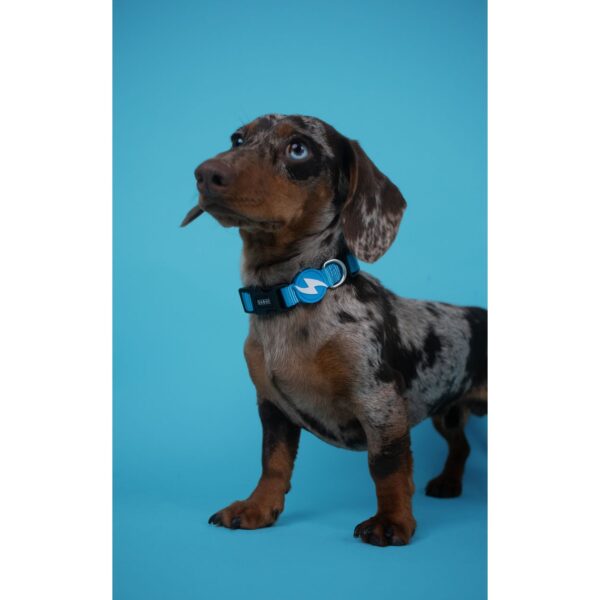 DASHI SOLID SKY BLUE COLLAR WEPET