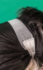 Dashi Dog Diapers 12un WEPET