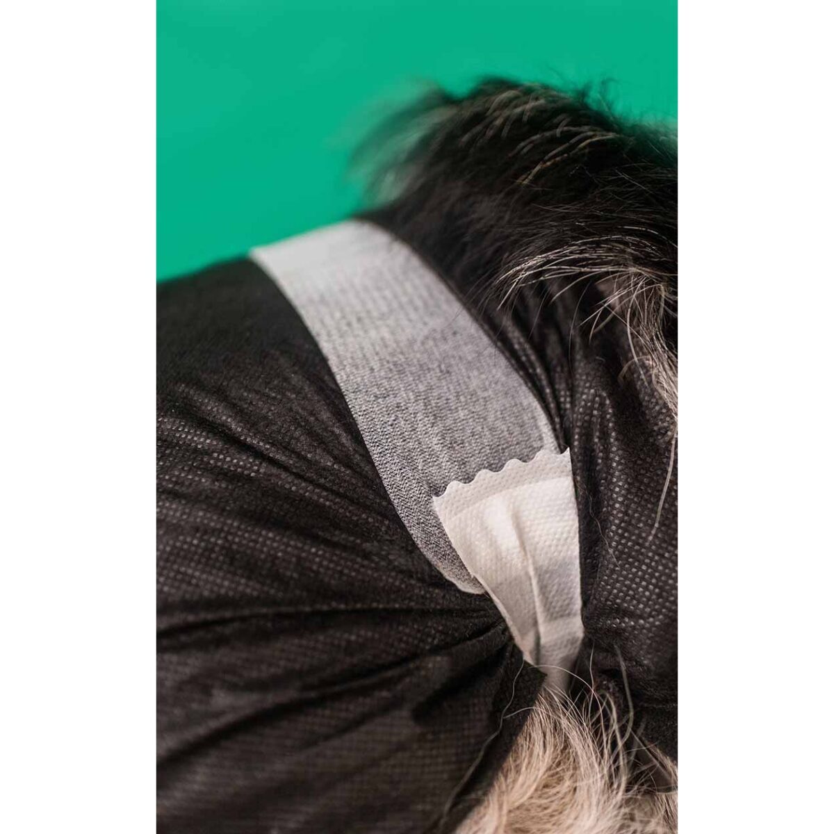 Dashi Dog Diapers 12un WEPET