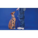 Dashi Leash Solid Blue WEPET