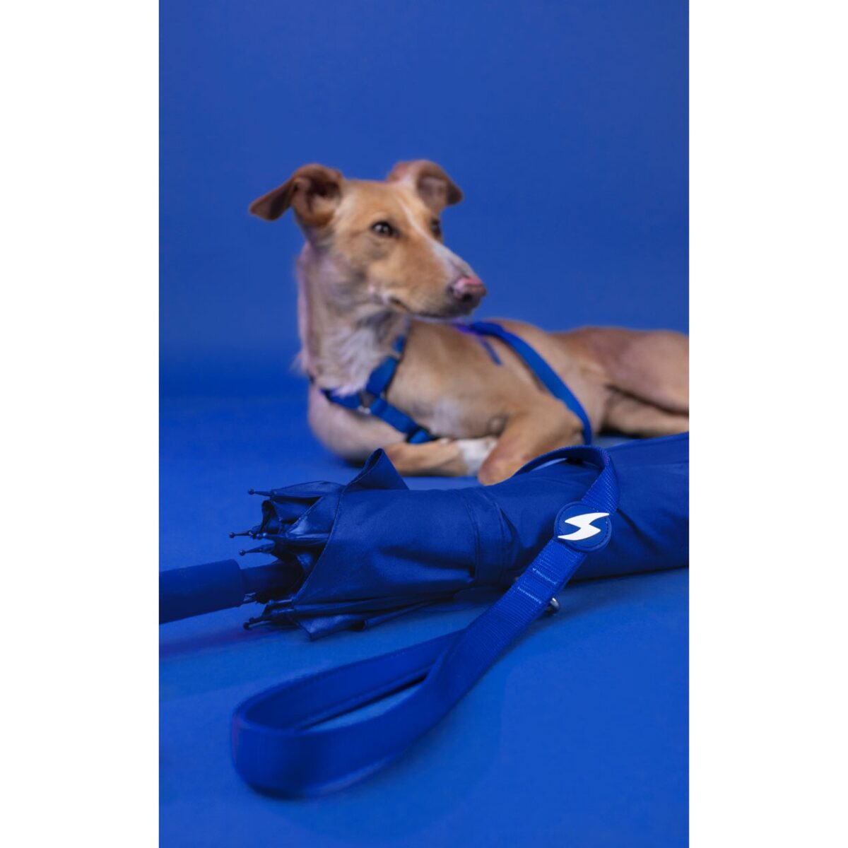 Dashi Leash Solid Blue WEPET