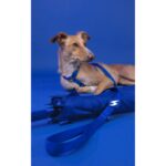 Dashi Leash Solid Blue WEPET