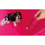 DASHI SOLID PINK LEASH WEPET