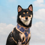 PEITORAL PUPPIA CORWIN ARNÊS WEPET