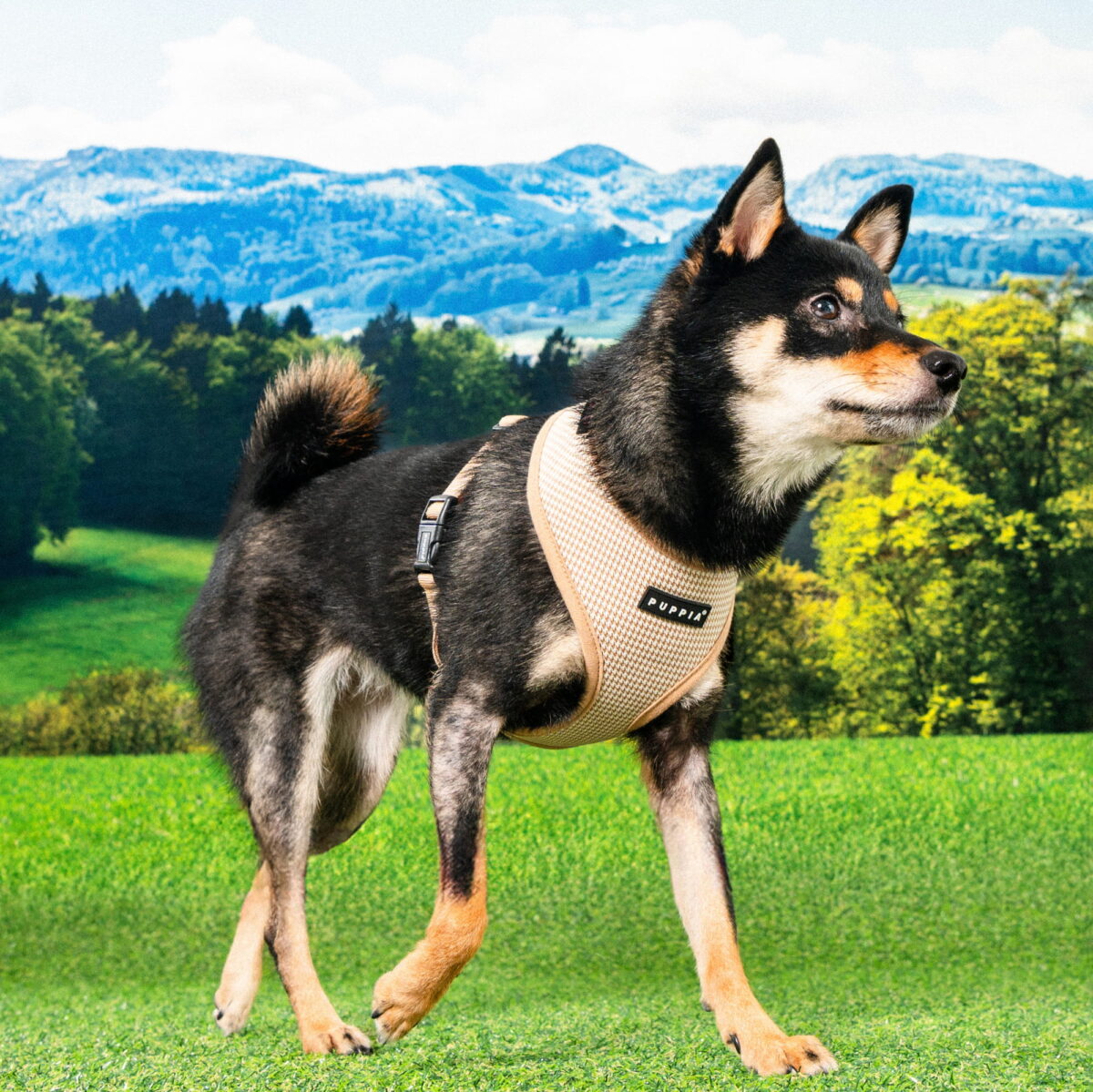 PEITORAL PUPPIA AMATUS ARNÊS WEPET