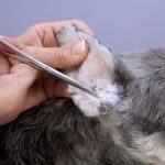 IBANEZ PINZA MULTIUSOS wepet