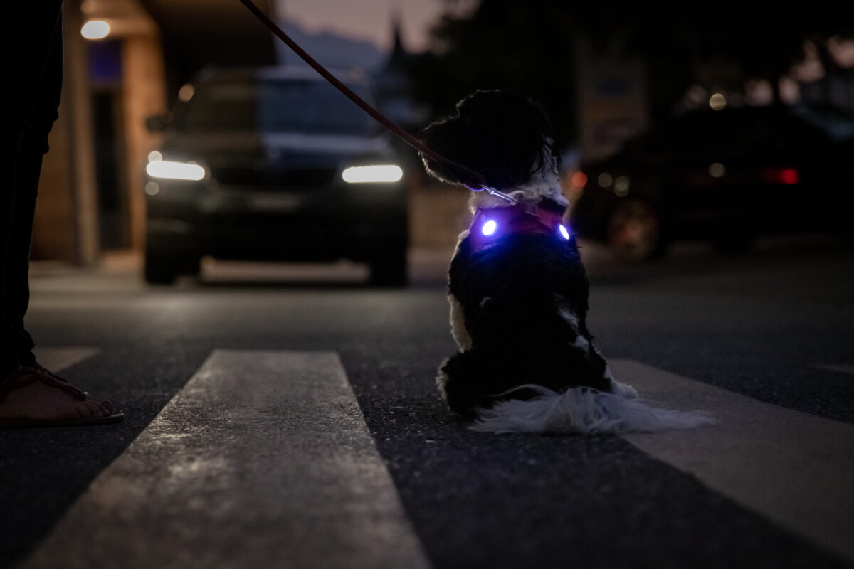 Luzes de segurança LED recarregáveis ​​Luumi wepet