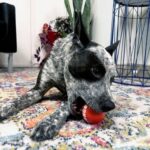 KONG SIGNATURE BALL ASSORTED 4-PK MD (SKM2E) WEPET