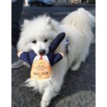 DONALD TRUMP DOG TOY WEPET