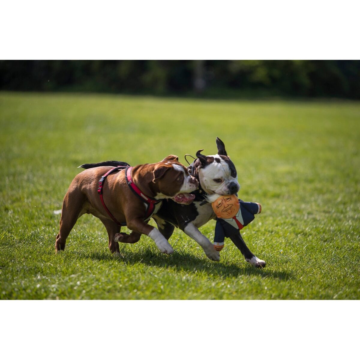 DONALD TRUMP DOG TOY WEPET